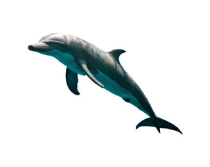 A dolphin swimming, captured with a slight shadow and light effect, on a transparent background.