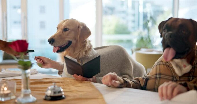 Dogs, purchase and paying in restaurant with bank card for dinner, lunch or national pet month. Celebration, animal comic or waiter for hospitality, fine dining or pet service with terminal machine