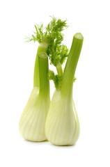 fresh fennel bulb isolated on white background