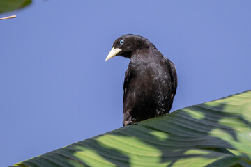 Brazilian Savannah Bird 
The birds of Brazil are very beautiful and have many colors