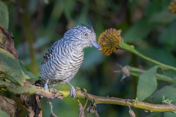 Brazilian Savannah Bird 
The birds of Brazil are very beautiful and have many colors