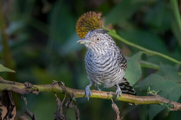 Brazilian Savannah Bird 
The birds of Brazil are very beautiful and have many colors