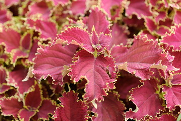 Red Leaves plant (Coleus) - Red Leaf Houseplants