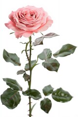 Obraz premium A detailed, close-up image of a pink rose in full bloom, surrounded by vibrant green leaves and thorny stem, set against a plain white background.