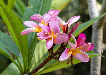 Plumeria rubra also known as red frangipan