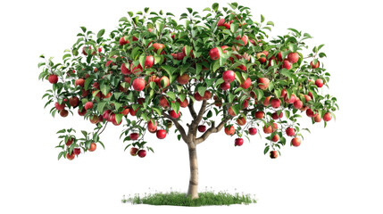 Orchard tree with ripe red apples on a transparent background