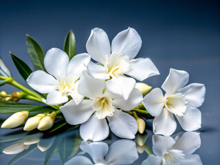 Obraz premium white frangipani flowers, plumeria, nature, white, tropical, plant, blossom, yellow, beauty, spring, flora, spa, isolated, petal, leaf