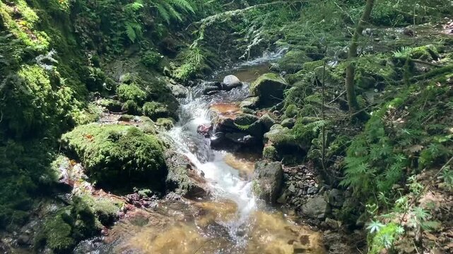 Small babbling brook in the deep forest flowing through moss covered rocks in the sunshine.