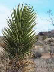 Arizona Green Yucca Plant