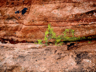 Colorful and Textured Red Rock in Arizona