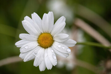 Fototapeta premium Water on a daisy at the Kennecott mine in Alaska on a summer day.