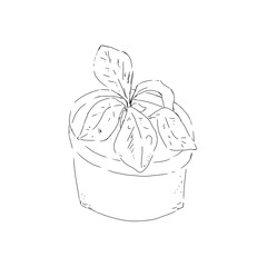 Indoor flower with large leaves in a pot, black and white illustration