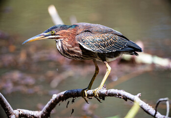 Green Heron