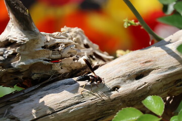 Wasp on log