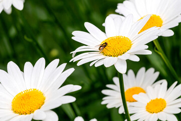 Blooming oxeye daisy flowers