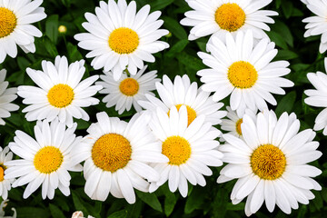 Fototapeta premium Blooming oxeye daisy flowers
