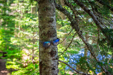 Tree wearing Sunglasses