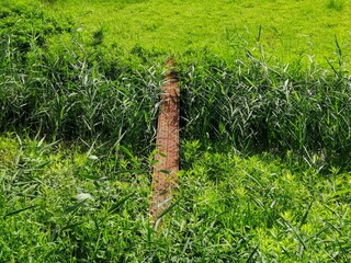 野原の水路を渡る錆びた一本橋