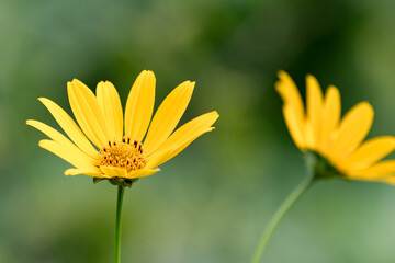 ヒメヒマワリの花02