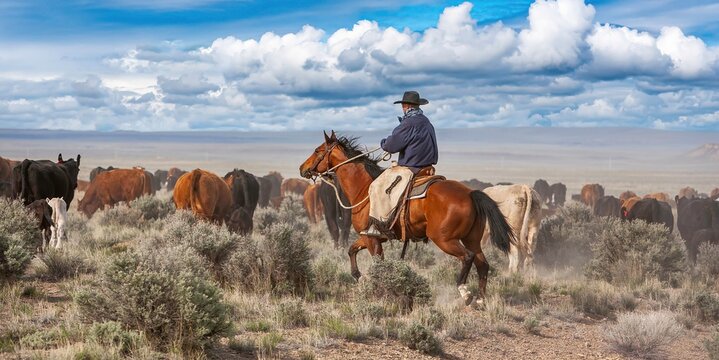 A cowboy on his horse moving cattle to an adjacent desert pasture on a Ranch near Silver Lake.