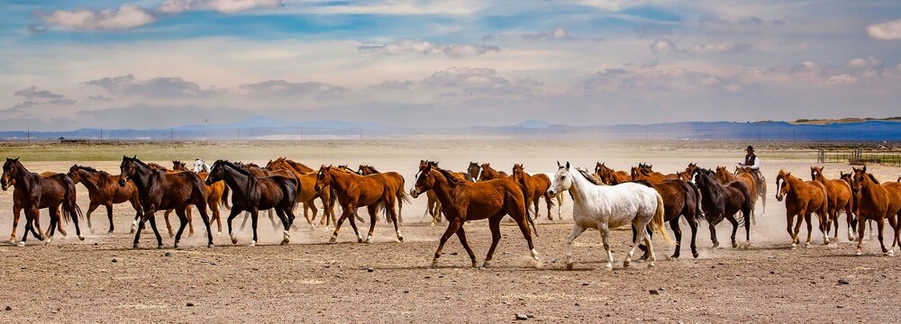 A cowboy from a ranch near Silver Lake, wrangling horses to be used for a roundup the following day.
