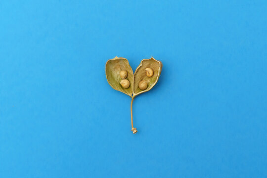 Dried bladderpod seed pod with seeds (Peritoma arborea)