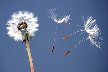 Dandelion seeds floating in air on soft blue background with beautiful bokeh effects