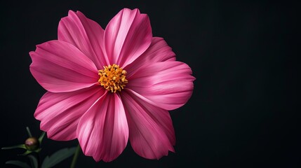 Pink Flower Black Background
