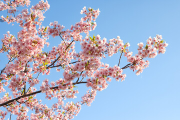 青空と河津桜