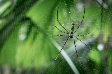 Nephila pilipes is on a spider web, waiting for prey