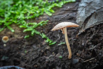 Close up view of Hymenopellis furfuracea fungus which lives on dead tree trunks