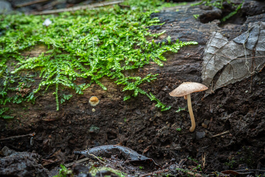 Close up view of Hymenopellis furfuracea fungus which lives on dead tree trunks