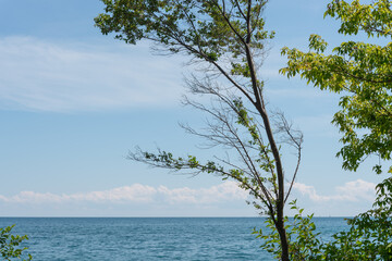 trees at the edge of the lake