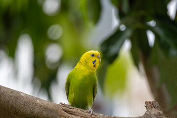 Beautiful parrot in the morning Raising parrots in Thailand