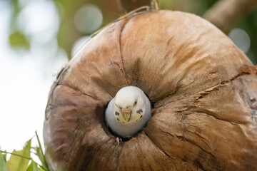 Beautiful parrot in the morning Raising parrots in Thailand © nopporn