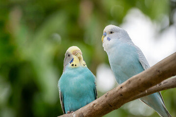Beautiful parrot in the morning Raising parrots in Thailand