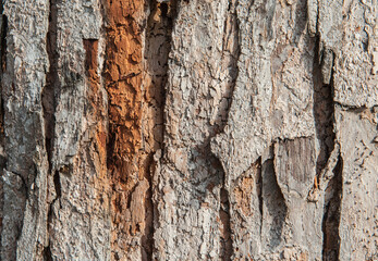 fresh tree bark texture