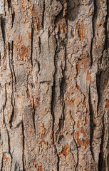 fresh tree bark texture