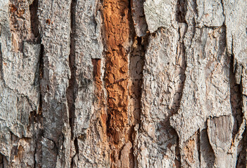 fresh tree bark texture