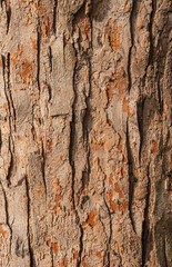 fresh tree bark texture
