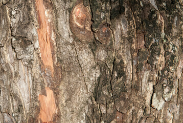 fresh tree bark texture