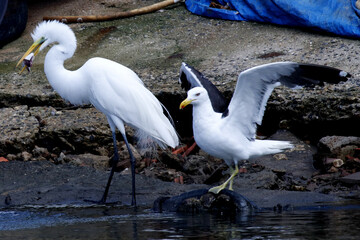 Obraz premium Uma linda garça-branca-grande nervosa com a disputa pelo peixe que ela ganhou dos pescadores no canal de Ponta Negra - Maricá - Rj