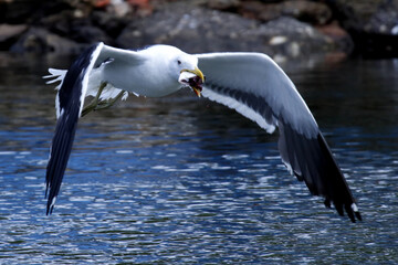 Um espetáculo das gaivotas na distribuição de restos de peixes e peixes menores pelos pescadores no canal de Ponta Negra - Maricá - RJ 