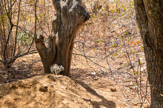 The moc&oacute; (Kerodon rupestris) - in the Caatinga of the hinterland of Northeast Brazil
