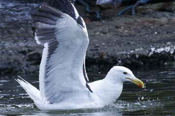 Um espetáculo das gaivotas na distribuição de restos de peixes e peixes menores pelos pescadores no canal de Ponta Negra - Maricá - RJ