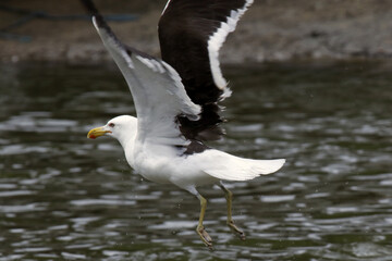 Um espetáculo das gaivotas na distribuição de restos de peixes e peixes menores pelos pescadores no canal de Ponta Negra - Maricá - RJ 