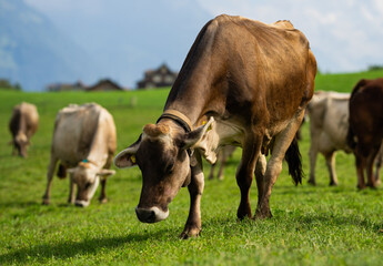 Grazing Cows. Grazing cow at a green pasture. Herd of cows at summer green field. Summer...
