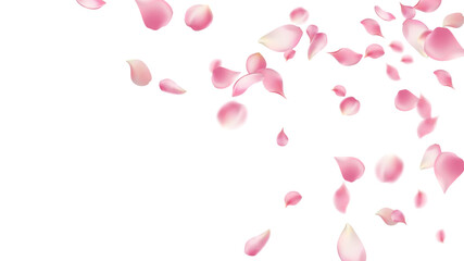 Rose petals or sakura flying petals, romantic background with realistic pink cherry flower petals flow or falling motion. Love, romance,