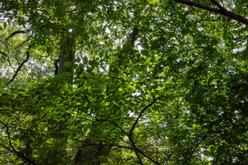 都心散歩　酷暑の浜離宮恩賜公園あたり