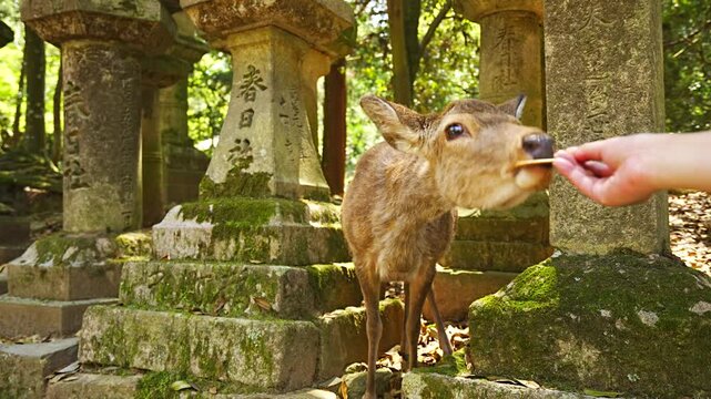 Feeding deer crackers the Nara deer at Kasuga taisha shrine approach